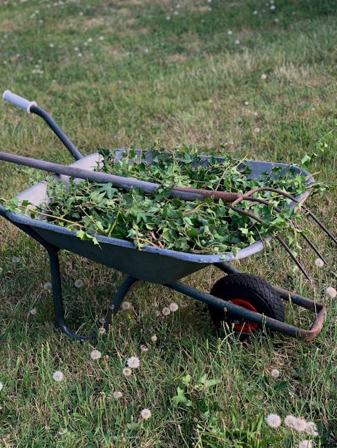 A metal wheelbarrow with a blue frame and black handles, filled with freshly cut green leafy branches, sits on a grassy lawn with dandelions and small white flowers scattered across the ground. The wh